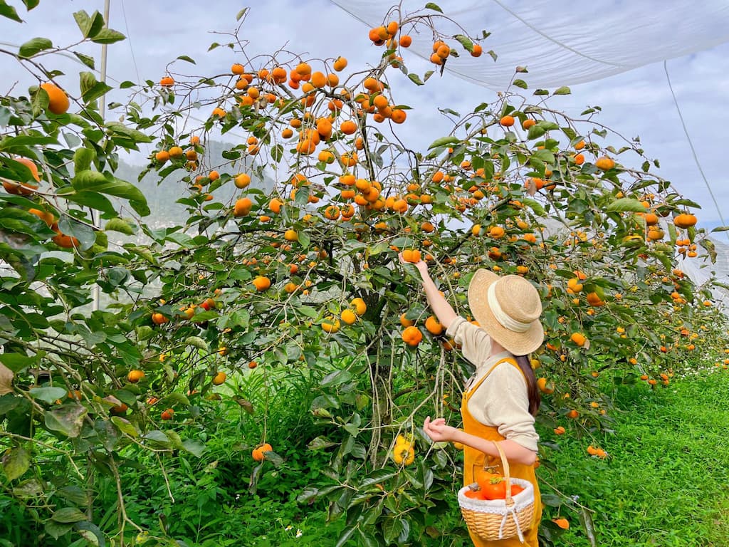 Trải nghiệm hai hồng giòn tại vườn hồng Mộc Châu